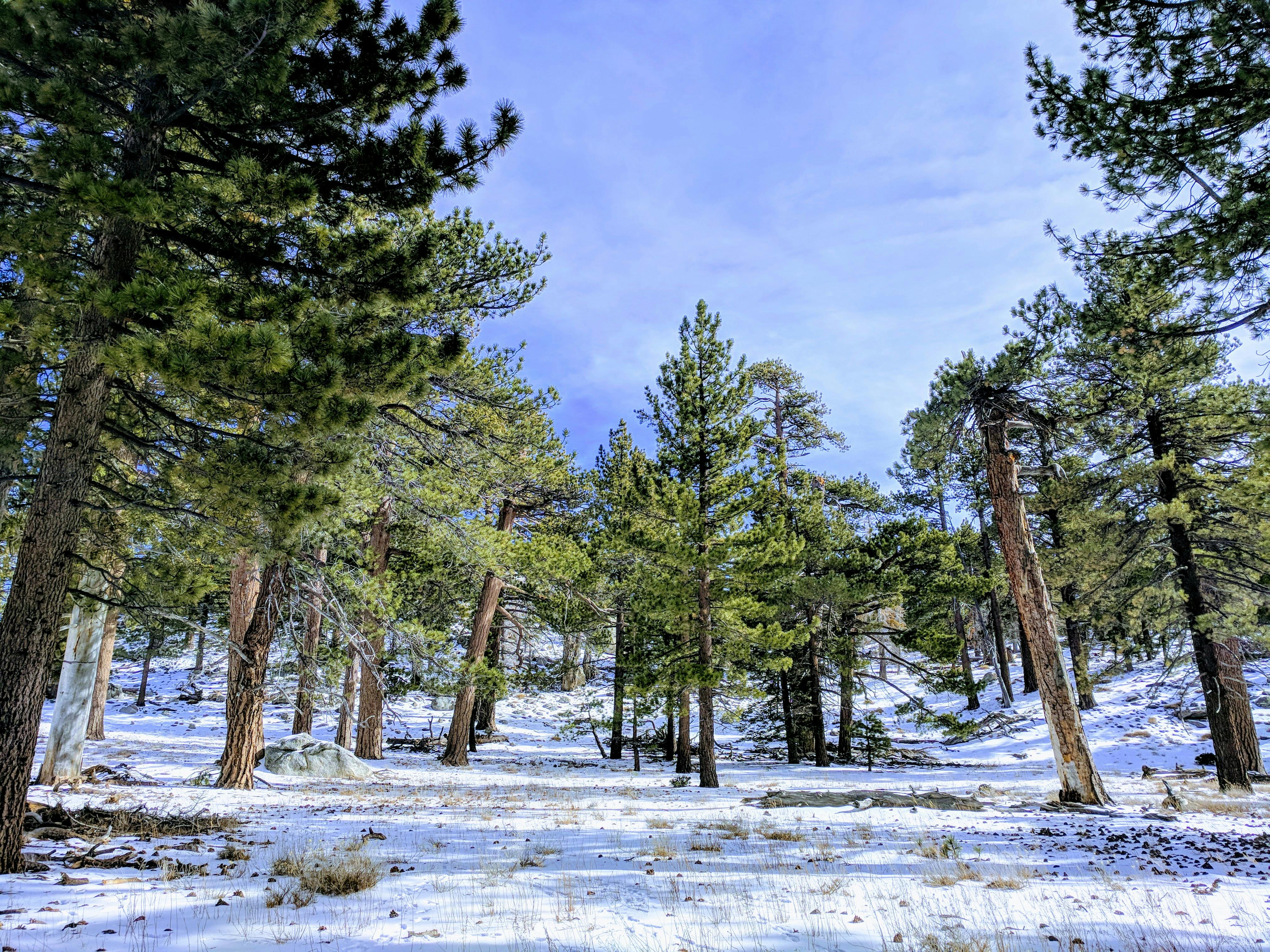 Wrightwood — San Gabriel Mountains